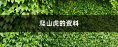 爬山虎的资料