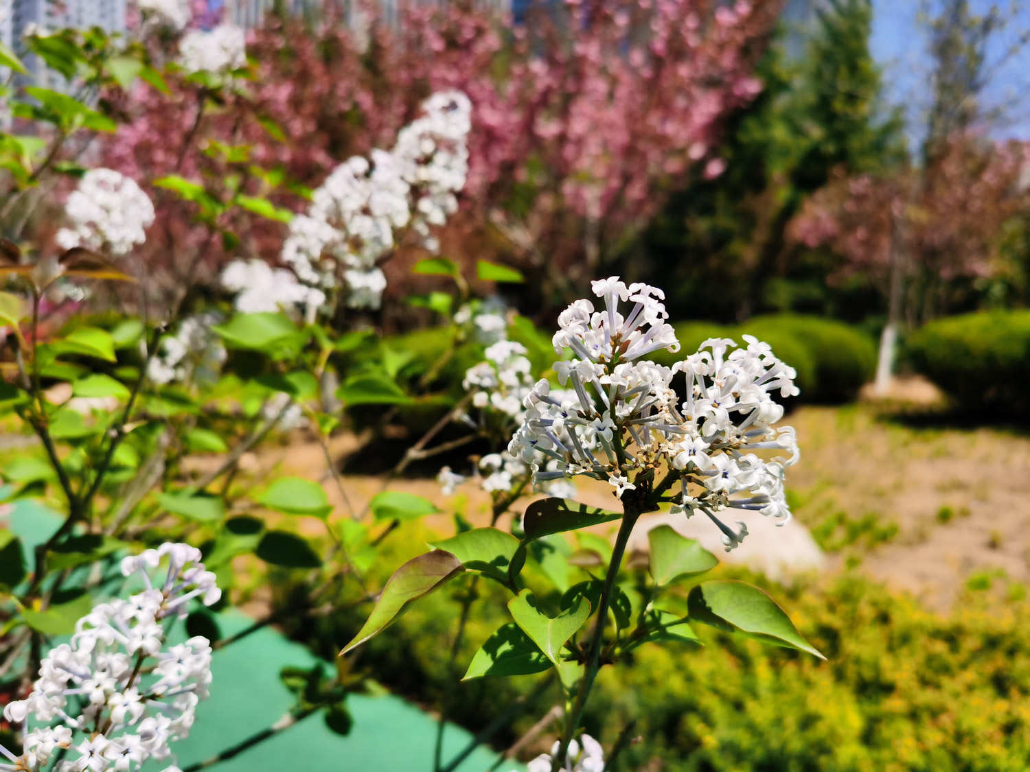 室内盆栽最香的花