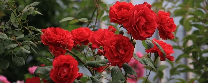 芜湖适合养什么花 芜湖适合养什么花