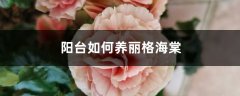 阳台如何养丽格海棠