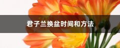 君子兰换盆时间和方法