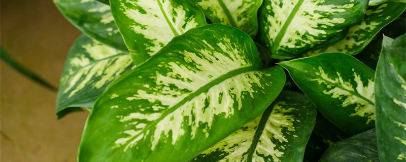 30种耐阴植物室内盆栽 30种耐阴植物室内盆栽