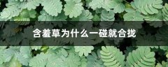 含羞草为什么一碰就合拢