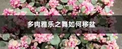 多肉雅乐之舞如何移盆