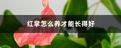 红掌怎么养才能长得好