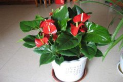 “4种”年宵花
