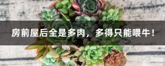 房前屋后全是多肉