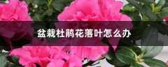 盆栽杜鹃花落叶怎么办
