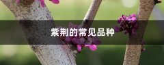 紫荆的常见品种