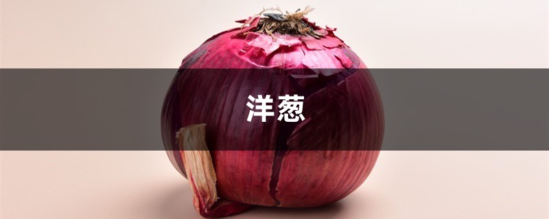 快过年别人买花 快过年别人买花