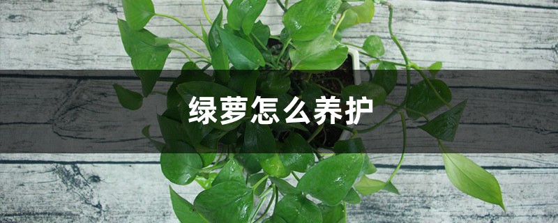 绿萝怎么养护