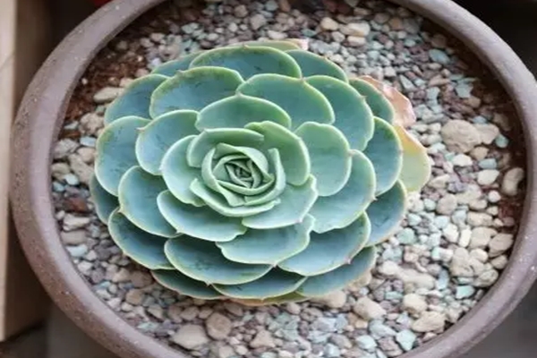 花烂了抹点它 花烂了抹点它