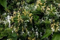 这5种花种家里