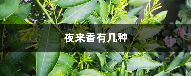 分不清楚夜来香的品种?掌握这几点 分不清楚夜来香的品种?掌握这几点