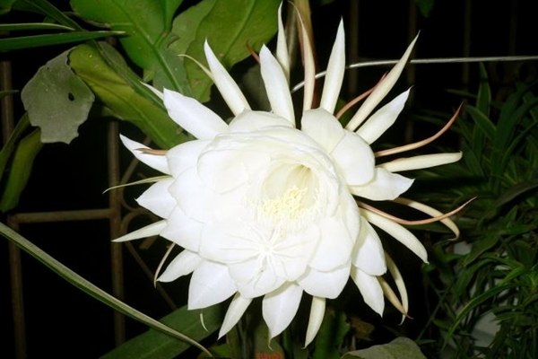 这花只在晚上开 这花只在晚上开