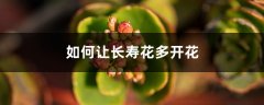 “长寿花”冬天开花少？教你这“4招”