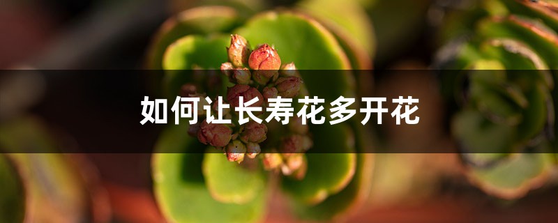 “长寿花”冬天开花少？教你这“4招”，花骨朵蹿得拦不住