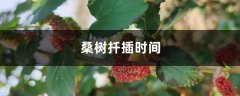 桑树扦插时间