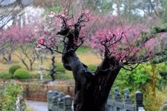 梅兰竹菊没养过