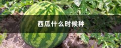 西瓜什么时候种