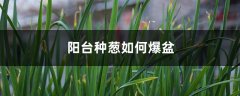 阳台可以种葱吗
