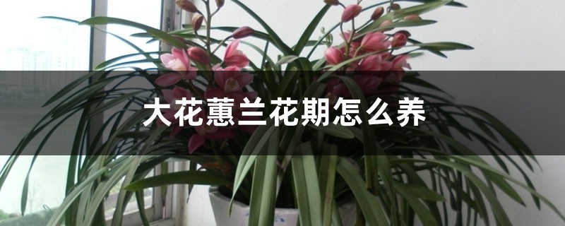 大花蕙兰花期怎么养