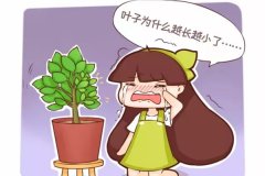 你家的花叶子越长越小