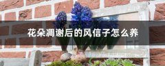 花朵凋谢后的风信子怎么养
