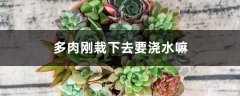 多肉刚栽下去要浇水嘛