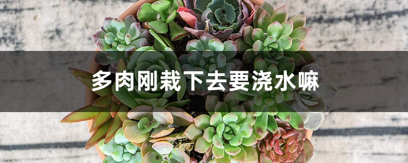 多肉刚栽下去要浇水嘛