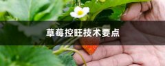 草莓控旺技术要点