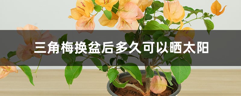 三角梅换盆后多久可以晒太阳，换盆伤根怎么办