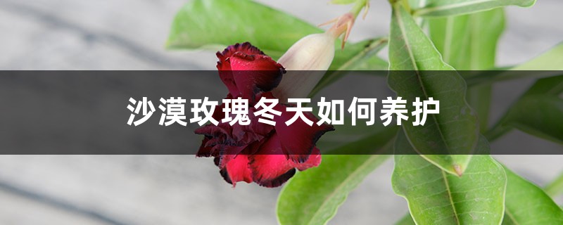 沙漠玫瑰冬天如何养护