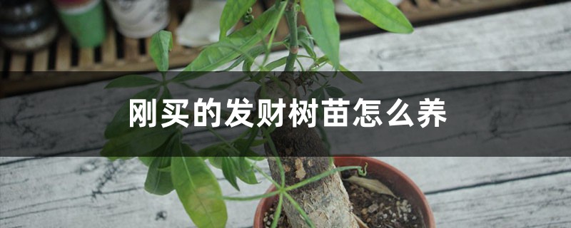 刚买的发财树苗怎么养 刚买的发财树苗怎么养