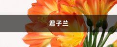 多肉君子兰…长太慢？随手撒点它