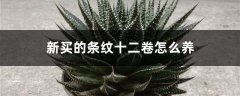 新买的条纹十二卷怎么养