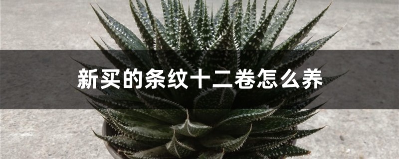 新买的条纹十二卷怎么养