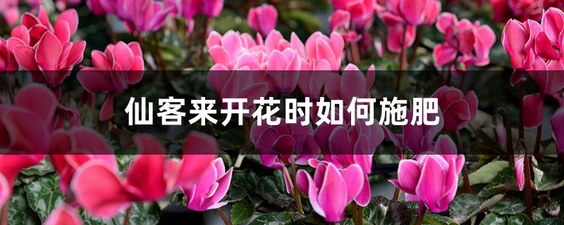 仙客来开花时如何施肥