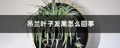 吊兰叶子发黑怎么回事