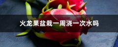 火龙果盆栽一周浇一次水吗