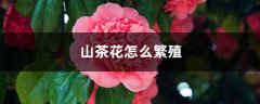 山茶花怎么繁殖