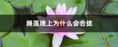 睡莲插花瓶里怎么养
