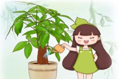 这8种花