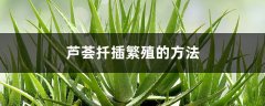 芦荟扦插繁殖的方法