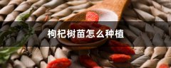 枸杞树苗怎么种植