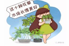 这10种花草水培长得更好