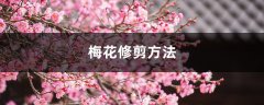 梅花修剪方法