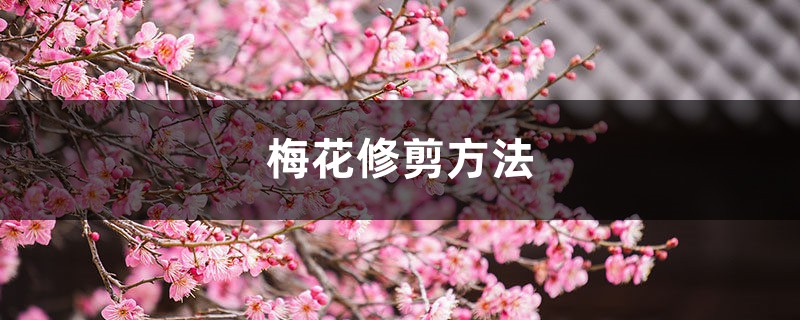 梅花修剪方法