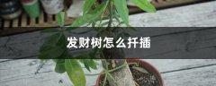 发财树怎么扦插