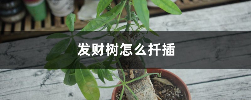 发财树怎么扦插